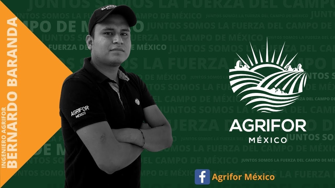 APRENDE A DIFERENCIAR PHYTOPHTHORA CAPSICI Y FUSARIUM OXYSPORUM