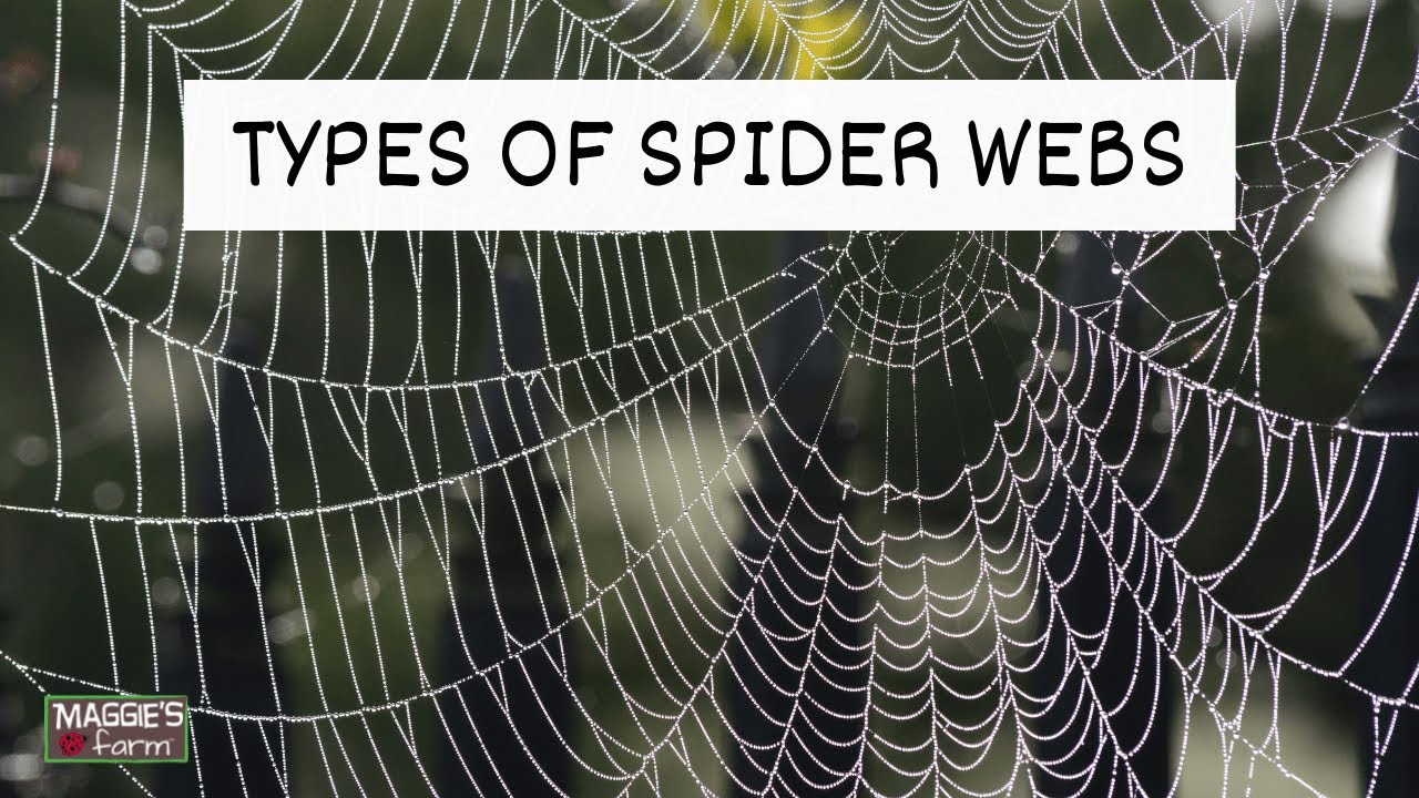 The Different Types Of Spider Webs