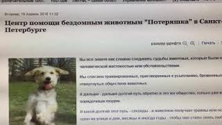 Центр помощи бездомным животным «Потеряшка» в Санкт-Петербурге Центр помощи бездомным животным «Потеряшка» в Санкт-Петербурге