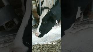 La Ferme Aux Deux Puits fromage artisan cheese