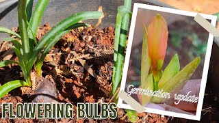 Flower Bulb Garden Update 🌸 Saffron, Curcuma, Day Lily & More Starting to Grow