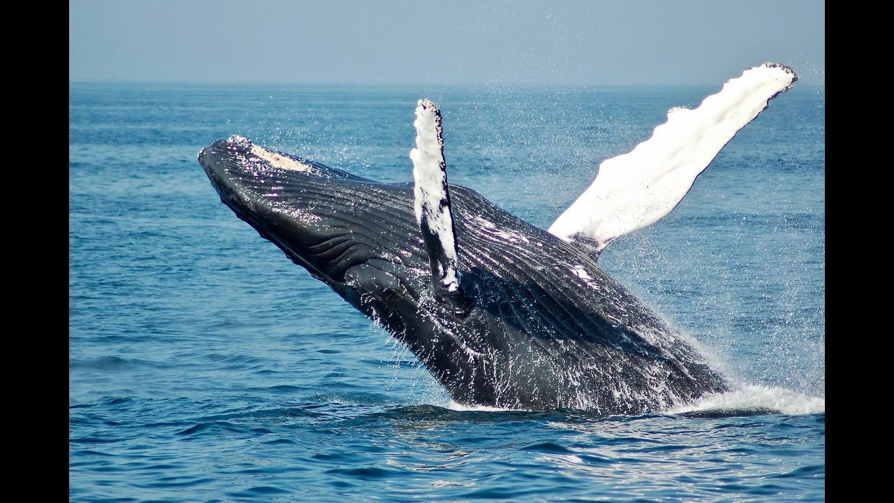 Whales Moving Coins Hints At Bitcoin Maturity As Macro Asset