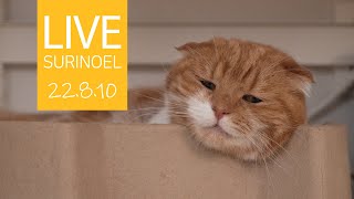 🔴22.8.10 LIVE 【SURI&amp;NOEL】 수리노을 고양이들 생방송 😺📹