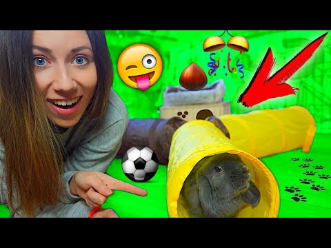 Кролик Лизун в тоннеле 🤗 ПЕРВАЯ РЕАКЦИЯ на 🎁 покупки из зоомагазина | Elli Di Pets