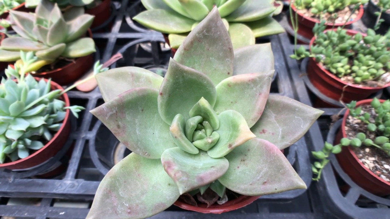 多肉植物圖鑑魅月 朧月x魅惑之宵 Youtube