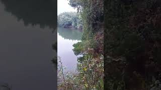 Vuelta de la mula, Renaico, Araucanía. 2020