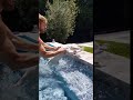 Swimming with Puppies
