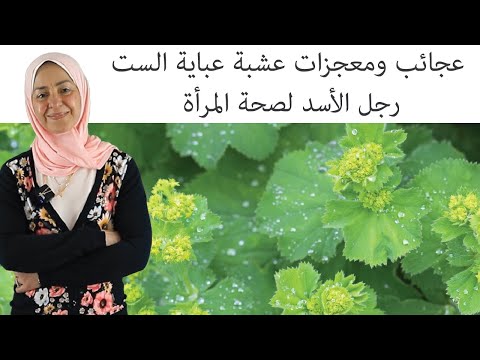 فيديو: نبات عباءة السيدة: النمو والعناية بعباءة السيدة