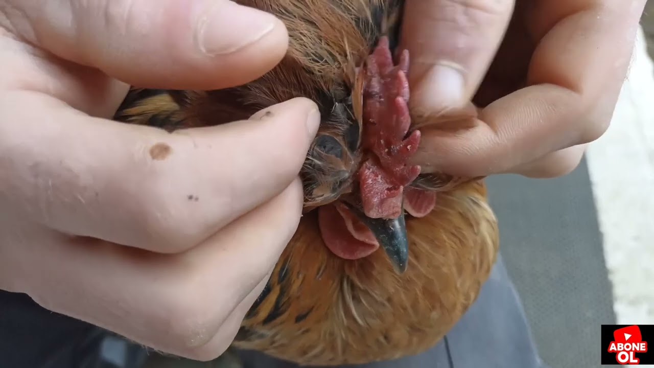 Tavuklar da en çok görülen hastalık.(Hırıltı.Göz şişmesi.Bibikde Kararma)Belirtileri ve Tedavisi-1