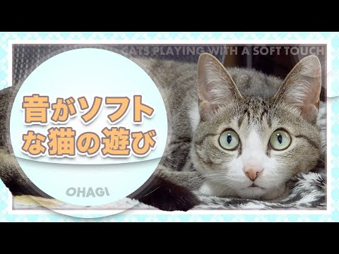 音がソフトな猫の遊び