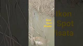 Download Lagu Manohara,ikon spot wisata WGM. #wgmterbaru MP3