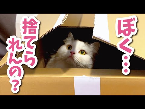 コロナ感染者への物資のお礼に猫を送り返してみました