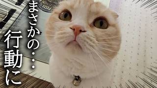かまってモードの猫を無視したらとんでもないことに...