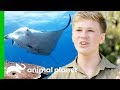 Robert Goes Deep Sea Diving With Manta Rays! | Crikey! It's The Irwins