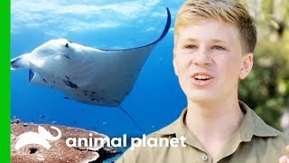 Robert Goes Deep Sea Diving With Manta Rays! | Crikey! It's The Irwins Profile