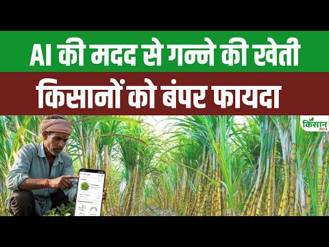 SUGARCANE CULTIVATION:  AI की मदद से गन्ने की खेती से हो रही किसानों को बंपर कमाई । Kisan India