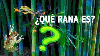 ¿RANA? / BICHO GIRL CHANNEL