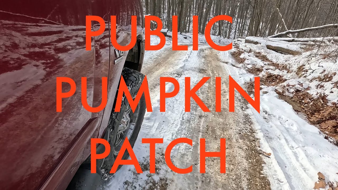 Охота на тыквы в Пенсильвании в середине субботы. 2025 год.