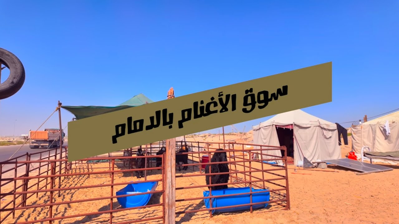 سوق الأغنام بالدمام ٢ Sheep market in Dammam