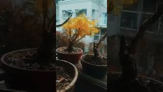 My  unique yellow bonsai  #shortvideo #chicken #g #salmon #strawberry #bashing #beautiful