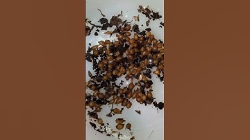 Worm Farm Bin Cocoons #vermicompost #wormbin #compostbin #worms #wormfarming #redwigglers #wormfarm
