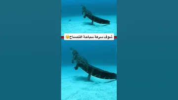 شاهد سرعة التمساح تحت الماء 