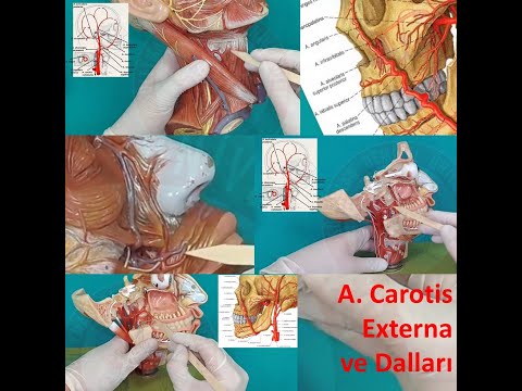 Arteria Carotis Externa ve Dalları