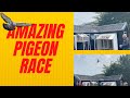 Amazing pigeon race you must see