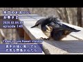 『真冬の強風!でも元気な野鳥さんたち』本日のかわいいお客さま 2020/02/05 ep149