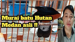 Ciri murai batu asli medan !!!
