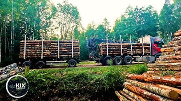 Calmly loading birch logs. Timber Loading