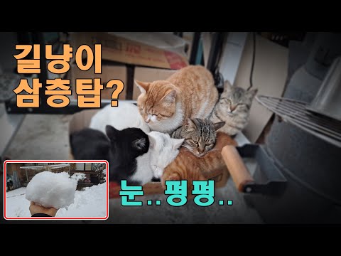 [길냥] 눈이펑펑,길냥이탑