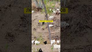 Пастухи коз заработают $14000 в месяц за тушение пожаров