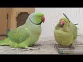 Amazing Speaking Parrot Talking Compilation 🦜