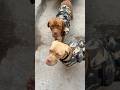 Unconditional Love #dog #doglove #dogs #dogshorts -#puppy #puppies #puppylove #doglife #dogvideos