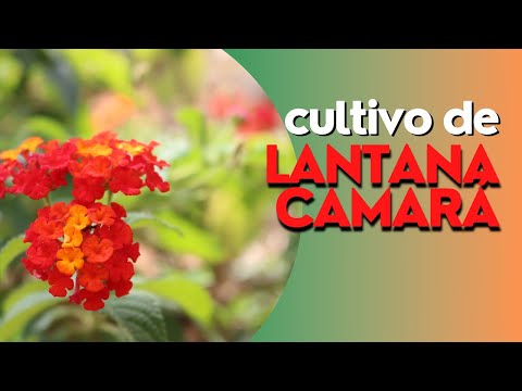Vídeo: Com Cultivar La Lantana