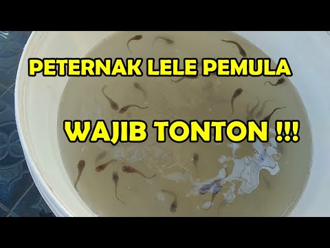 budidaya ikan lele di kolam terpal