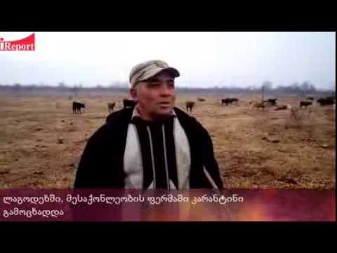 ლაგოდეხში, მესაქონლეობის ფერმაში ერთ თვიანი  კარანტინი გამოცხადდა