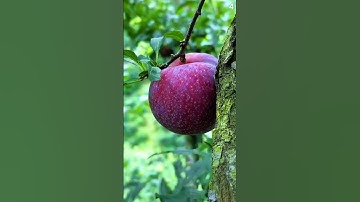 alat pertanian kreatif untuk memetik buah dengan mudah #shorts