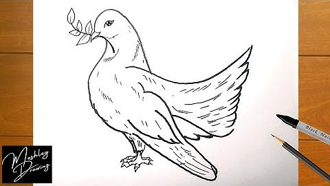 How to Draw a Dove Easy Step by Step