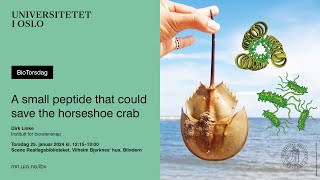 BioTorsdag: A small peptide that could save the horseshoe crab