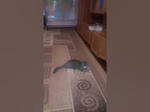 2 кота(4) - YouTube