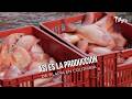 Así es la producción de tilapia en Colombia - TvAgro por Juan Gonzalo Angel