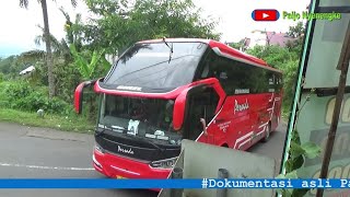 Terlalu Ganas Pasukan Bus Persada vs Bagja Trans Libas Tanjakan Colo Sunan Muria