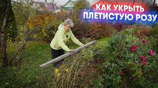 картинка: Как укрыть плетистую розу