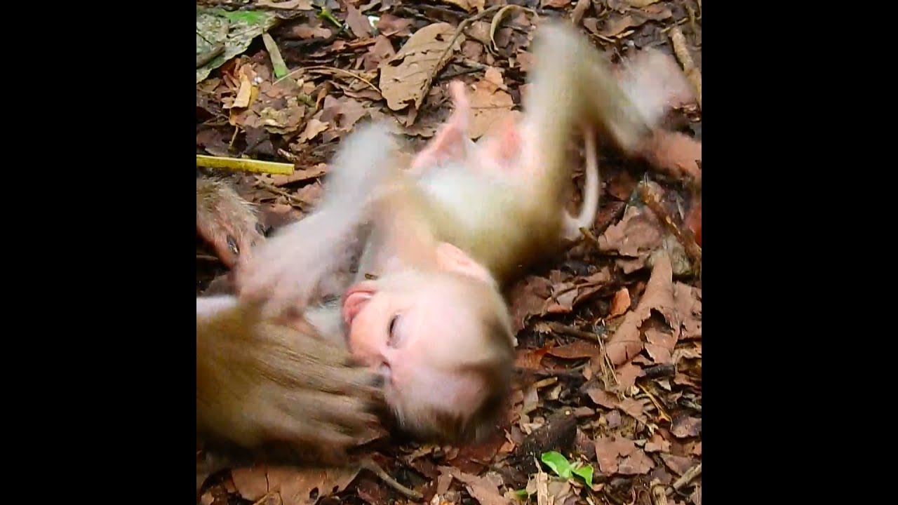 3# Million hurt poorly baby monkey crying loudly #babymonkey - YouTube