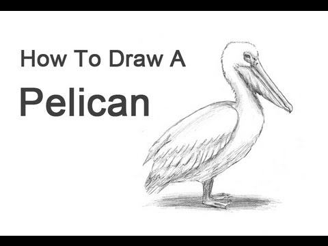 Pelican sketch Royalty Free Vector Image  VectorStock