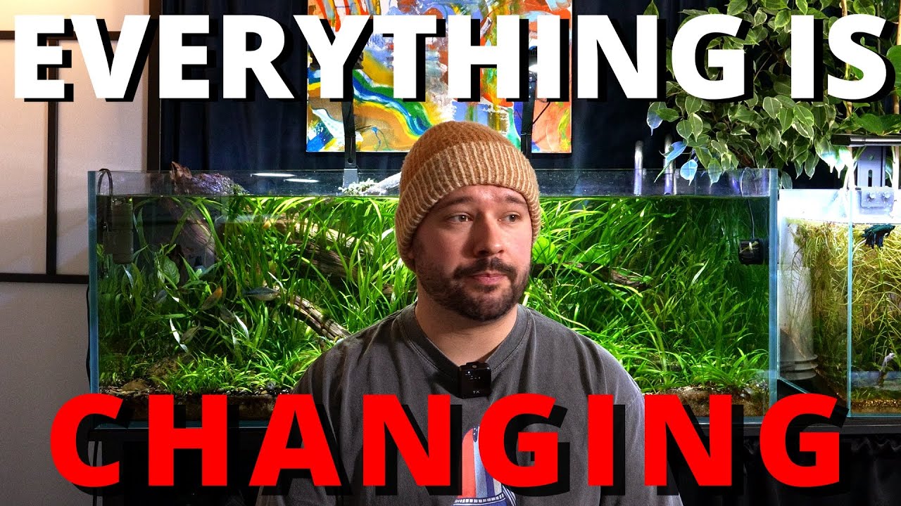 Конец моей рыбной комнаты