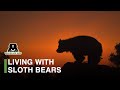 Living With Sloth Bears