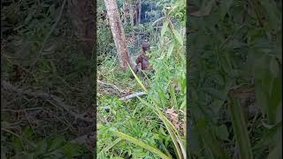#shorts tajam cepat!! Stihl ms 381 tebang mahoni